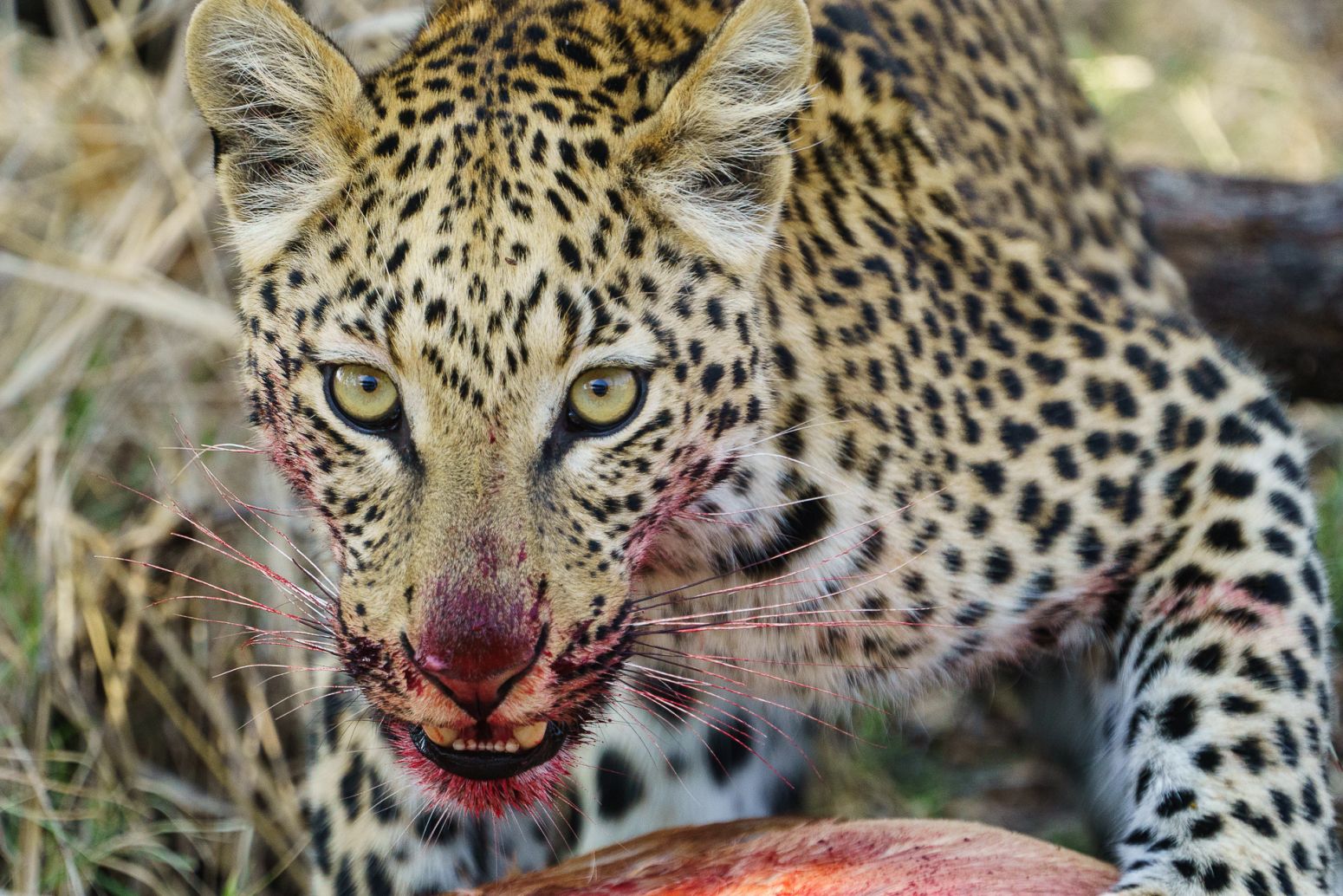 Young leopard eating an  impala, Moremi Game Reserve, Botswana